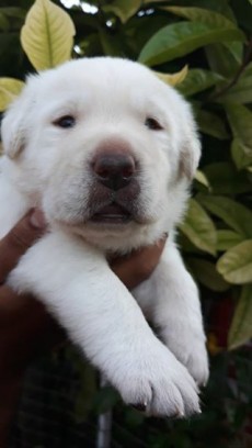 Labrador puppy - Dogs on Aster Vender