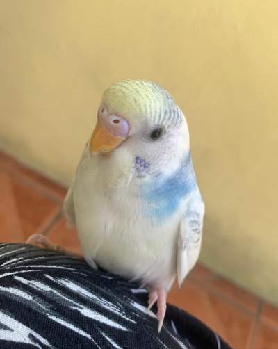 Budgie - Birds on Aster Vender