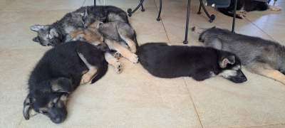 GSD Puppies - Dogs on Aster Vender