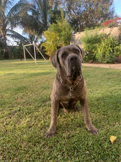 Cane corso for sale - Dogs on Aster Vender