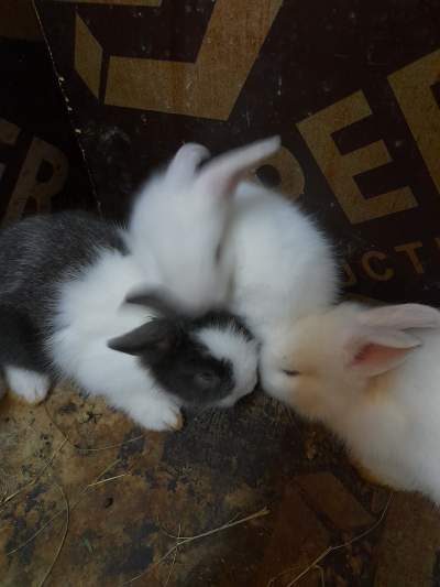 Baby rabbits(angora) for sale - Rabbit on Aster Vender