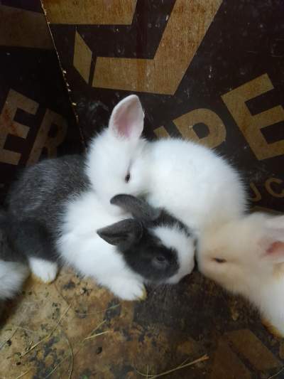 Baby rabbits (angora) for sale - Rabbit on Aster Vender