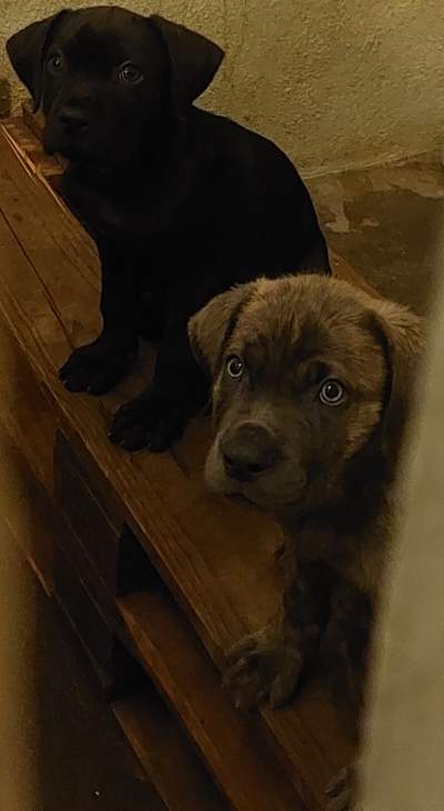 Cane corso male puppies - Dogs on Aster Vender