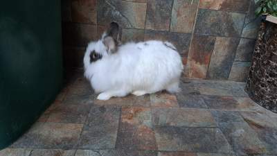 Lionhead Rabbits - Rabbit on Aster Vender