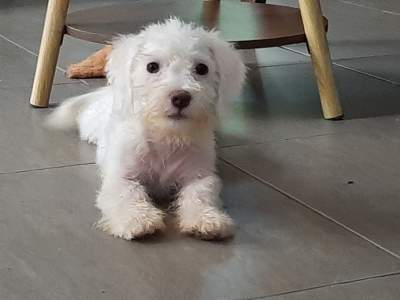 Puppy for sale - Dogs on Aster Vender