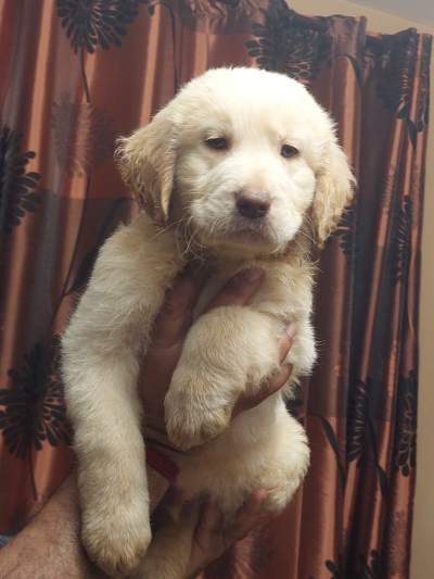 Pure golden retriever 2 months old already vaccinated and dewormed - Dogs on Aster Vender