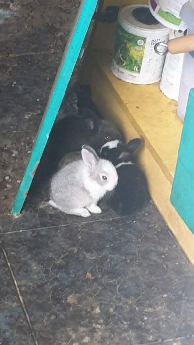 6 rabbits - Rabbit on Aster Vender