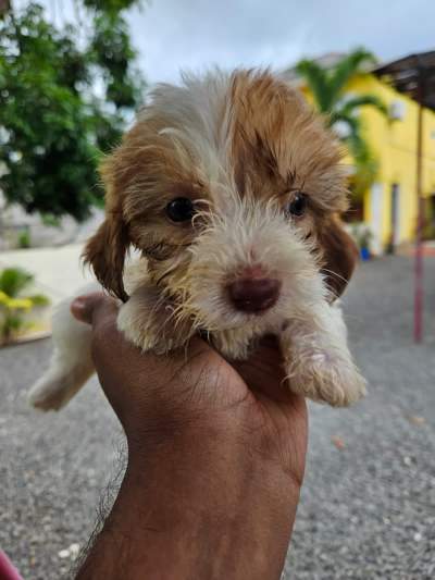 Chiot a vendre - Dogs on Aster Vender