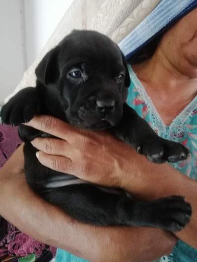 Black Labradors  pure breed - Dogs on Aster Vender