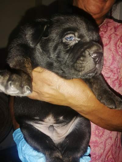 cane corson brindle for sale if interested whatsapp me for visit - Dogs on Aster Vender