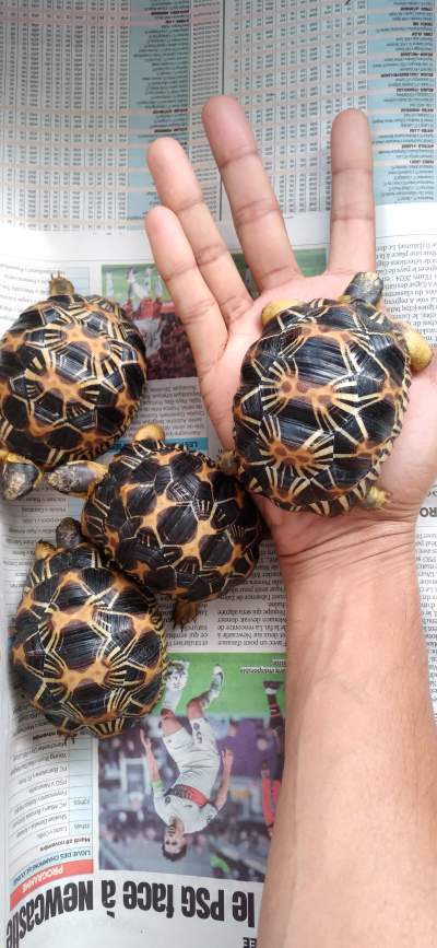 Tortues Radiata A Vendre - Turtles on Aster Vender