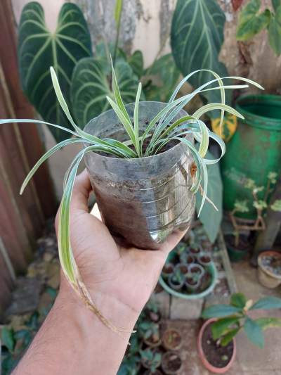 Spider Plants - Garden Decorations on Aster Vender