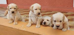 Purebred Labrador Puppies For Sale - Dogs on Aster Vender