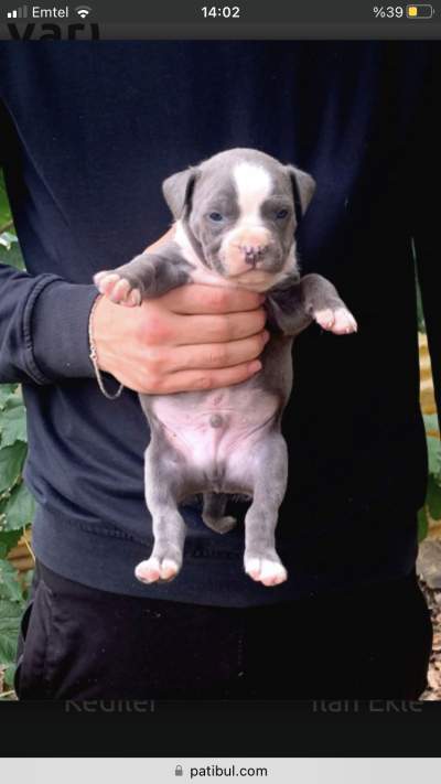 Amstaff puppies - Other Animals on Aster Vender