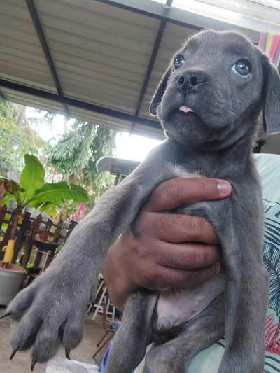 Blue cane corso - Dogs on Aster Vender