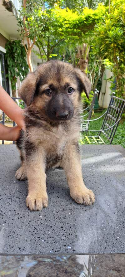 Joyful and Playful Puppy For Sale - Dogs on Aster Vender