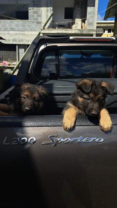 Pure breed German shepherd puppy for sale - Dogs