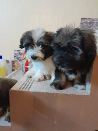 Chiots A Vendre - Dogs