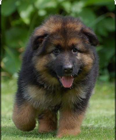 German Shepherd Dogs / Chien Berger Allemand - Dogs