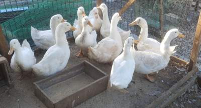 Pekin Ducks - Birds