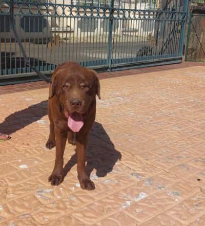 4yr old Male Labrador - Dogs on Aster Vender