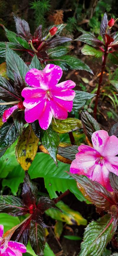 Fleurs impatiens - Plants and Trees