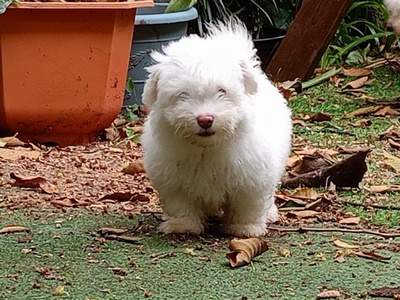 A vendre chiot Bichon pursang / To sell purebred Bichon puppy - Dogs