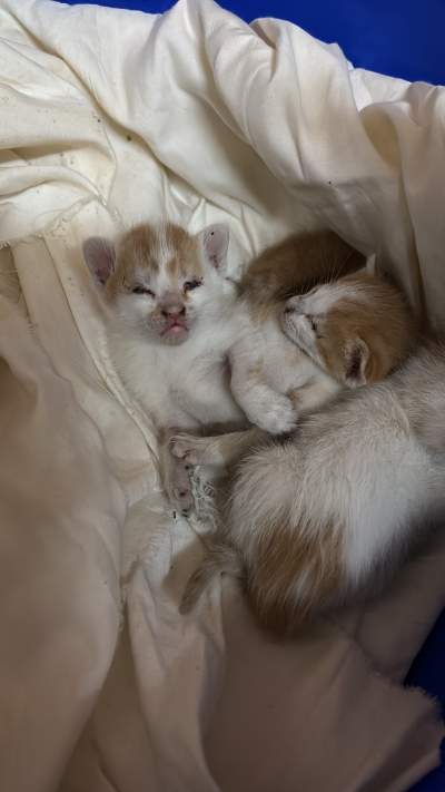 3 ginger cats for free - Cats