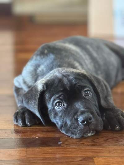 Cane corso - Dogs