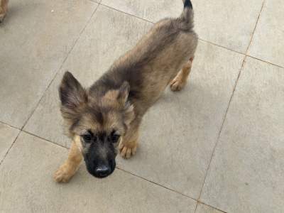 Female German shepherd - Dogs