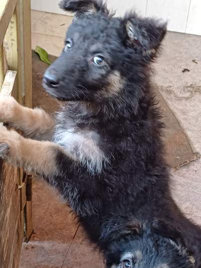 Chiot Berger Allemand, Long poil - Dogs