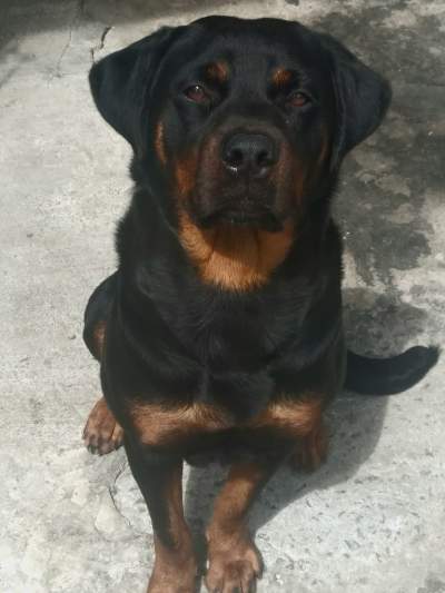 Rottweiler puppies - Dogs on Aster Vender