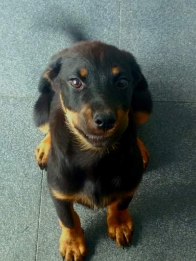 Rottweiler puppies - Dogs on Aster Vender