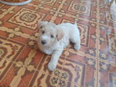 Griffon puppy - Dogs