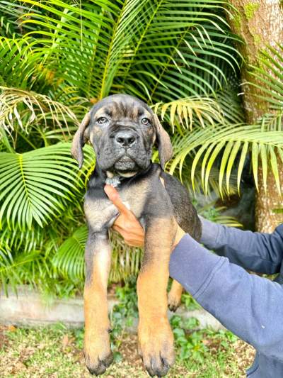 Cane Corso - Dogs