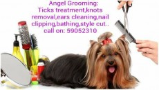 Toilettage pour animaux(pet grooming )... - Services for pets on Aster Vender