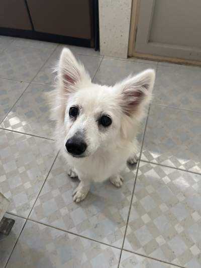 Medium sized German spitz - Dogs