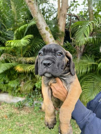 Cane Corso puppies - Dogs