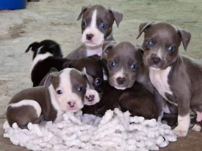 PUREBRED AMSTAFF - Dogs