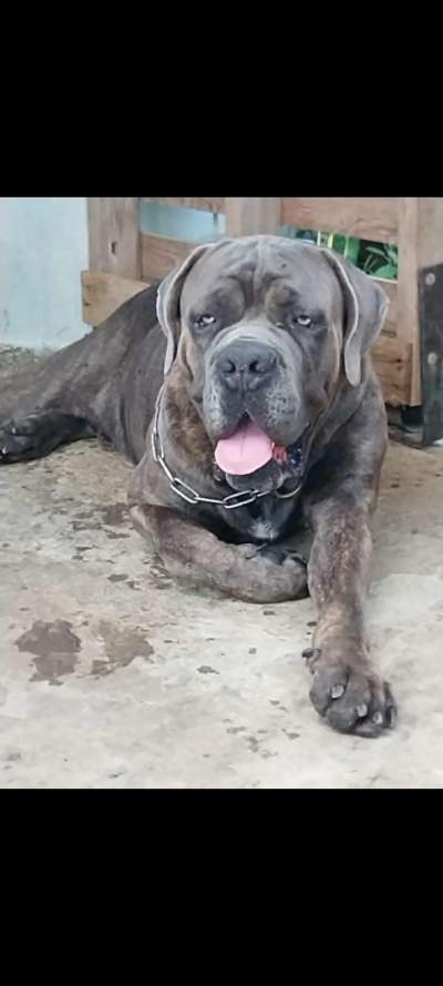 Adult male Cane corso - Dogs on Aster Vender