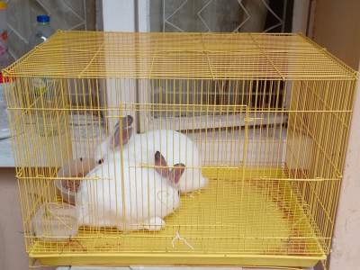 2 White rabbits - Rabbit