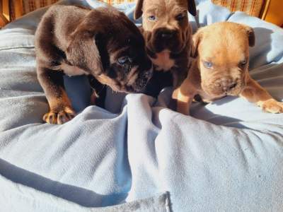 Blue eyes Cane corso pups for sale - Dogs on Aster Vender