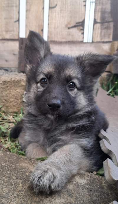 German Shepherd Puppy - Dogs