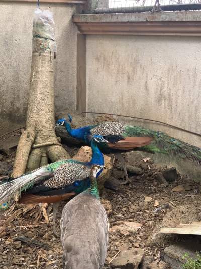 Peacock and peahen for sale - Birds