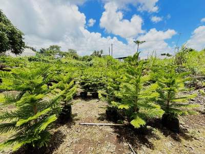 Araucaria plant - Plants and Trees