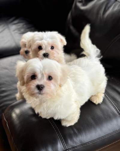 Maltese Puppies - Dogs