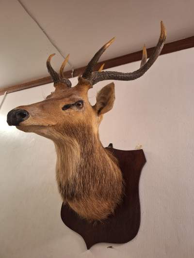 Deer Mount taxidermy - Sculptures