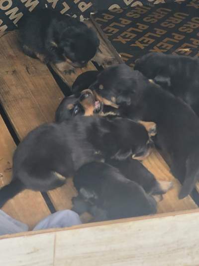 Rottweiler puppies - Dogs