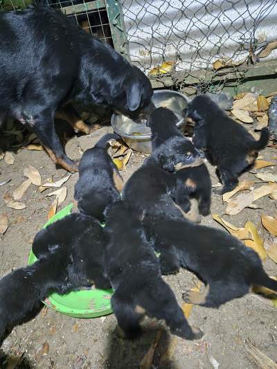 Rotweiller puppies - Dogs