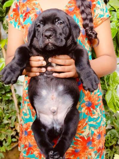 Cane Corso male puppy - Dogs